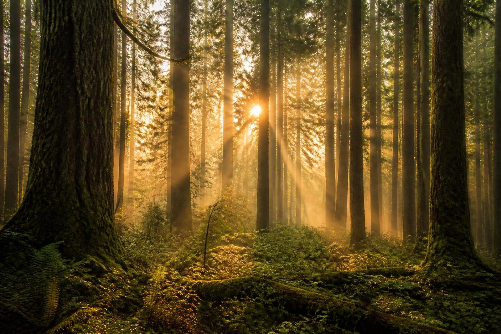 Sunlight streaming through an ancient misty forest